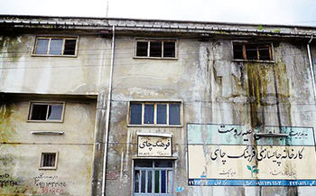 روزگار سپری‌شده چای 18‌ساله
