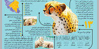 دام یوز