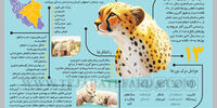 دام یوز
