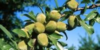 موقعیتی فوق‌العاده برای خرید نهال بادام از نهالوند با قیمت استثنایی!