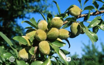 موقعیتی فوق‌العاده برای خرید نهال بادام از نهالوند با قیمت استثنایی!