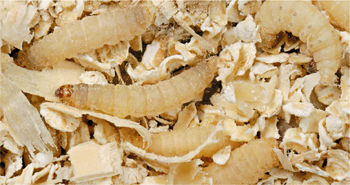 بیدخورده