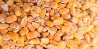واردات نهاده دامی به صورت گسترده 