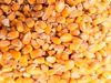 واردات نهاده دامی به صورت گسترده 