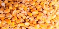 واردات نهاده دامی به صورت گسترده 