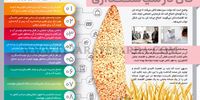 نان در سیاستگذاری