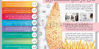 نان در سیاستگذاری