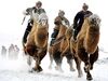 معمای فراوانی منابع