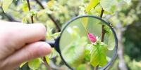 بررسی عدسی ذره بین؛ ذره بین چگونه کار میکند؟