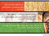 جغرافیای اقتصاد نان