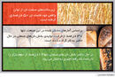 جغرافیای اقتصاد نان