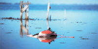 کشتار مهاجران


