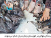 قفل دوباره بر در «خانه پدری»


