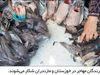 قفل دوباره بر در «خانه پدری»

