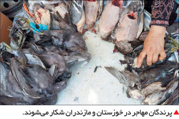 قفل دوباره بر در «خانه پدری»

