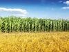 روند صعودی بهای ذرت در بازارهای جهانی