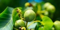 خرید ارقام درجه نهال بادام و گردو از نهالستان معتبر کشور