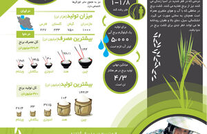 دانه سفید