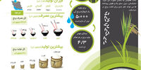 دانه سفید