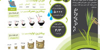 دانه سفید