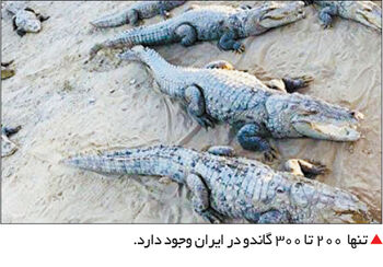 احتمال سوءاستفاده از وام ازدواج

