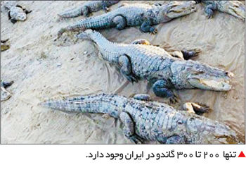 احتمال سوءاستفاده از وام ازدواج

