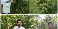 خرید نهال گردو در سال ۲۰۲۶؛ بررسی قیمت و معرفی بهترین ارقام