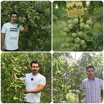 خرید نهال گردو در سال ۲۰۲۶؛ بررسی قیمت و معرفی بهترین ارقام