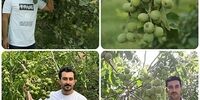 خرید نهال گردو در سال ۲۰۲۶؛ بررسی قیمت و معرفی بهترین ارقام