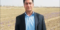 نزاع بیابانی

