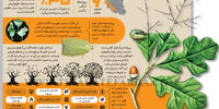 سفیدک بلوط‌خوار