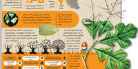 سفیدک بلوط‌خوار