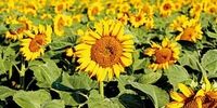 افزایش تولید دانه آفتابگردان در سال جاری