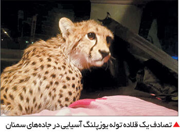 قطع نخاع یوزپلنگ همزمان با قتل محیط‌بان